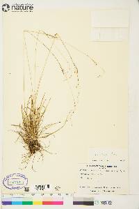 Carex capillaris image