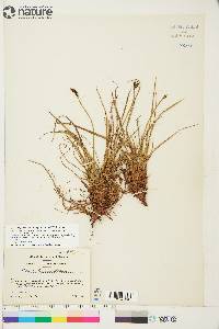 Carex bigelowii image