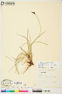 Carex bigelowii subsp. lugens image