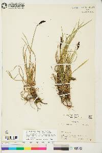 Carex bigelowii subsp. lugens image