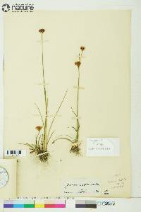 Juncus castaneus image