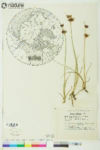 Juncus castaneus image