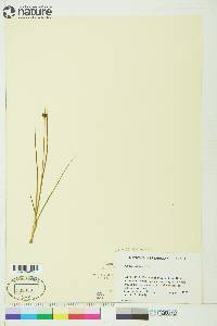 Juncus castaneus image