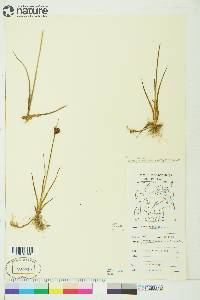 Juncus castaneus image