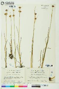 Juncus castaneus image