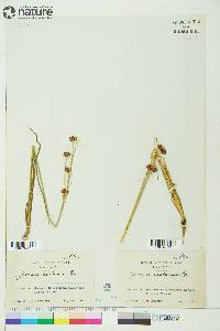 Juncus castaneus image