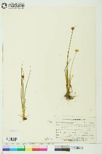 Juncus castaneus image