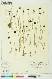 Juncus mertensianus image