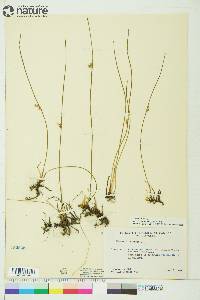 Juncus filiformis image