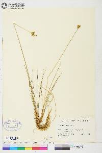 Juncus vaseyi image