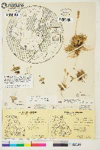 Tofieldia pusilla image