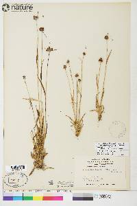 Luzula multiflora subsp. frigida image