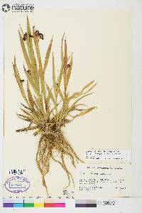 Luzula parviflora image