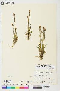 Silene involucrata image