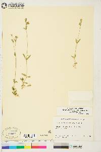 Cerastium beeringianum image