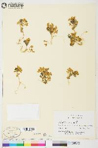 Honckenya peploides subsp. diffusa image