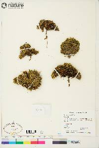 Silene acaulis image