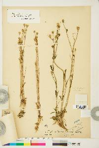 Silene involucrata subsp. tenella image