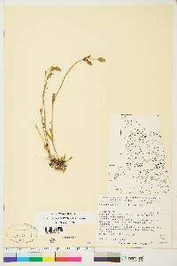 Silene involucrata subsp. tenella image