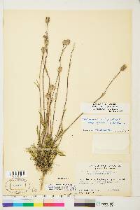 Silene uralensis subsp. ogilviensis image