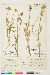 Silene repens image