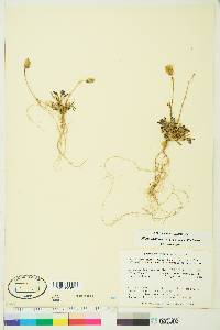 Silene uralensis subsp. uralensis image