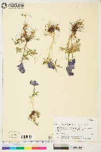 Aconitum delphiniifolium subsp. delphiniifolium image