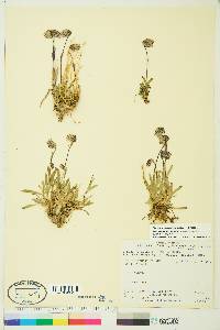 Silene uralensis image