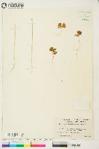 Ranunculus lapponicus image
