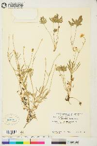 Ranunculus pedatifidus var. affinis image