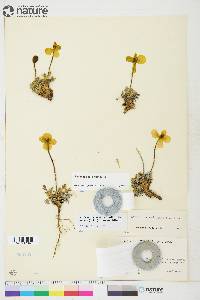 Papaver radicatum image