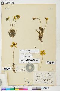 Papaver hultenii image