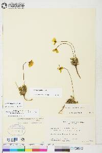 Papaver hultenii image