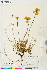 Papaver radicatum subsp. radicatum image