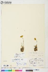 Papaver radicatum subsp. radicatum image