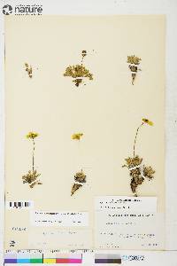 Papaver radicatum subsp. radicatum image