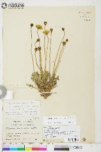 Papaver radicatum image