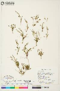 Cardamine bellidifolia image