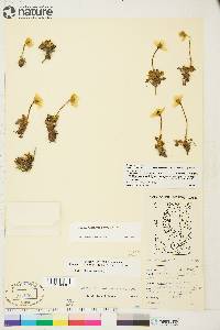 Papaver radicatum subsp. polare image