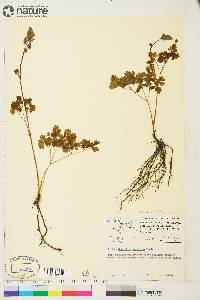 Thalictrum venulosum image