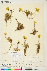 Papaver radicatum subsp. polare image