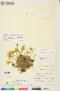 Papaver radicatum image