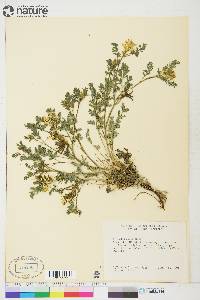 Corydalis aurea image