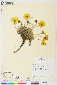 Papaver mcconnellii image