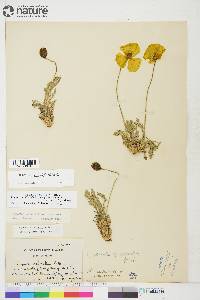 Papaver mcconnellii image