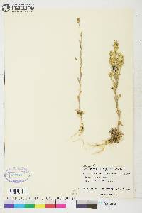 Draba aurea image