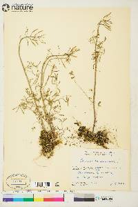 Cardamine pratensis image