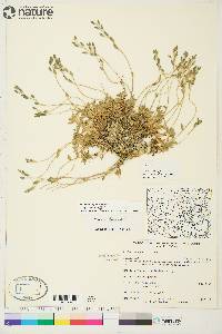 Draba oblongata image