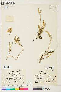 Parrya nudicaulis image