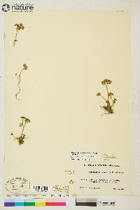 Chrysosplenium tetrandrum image